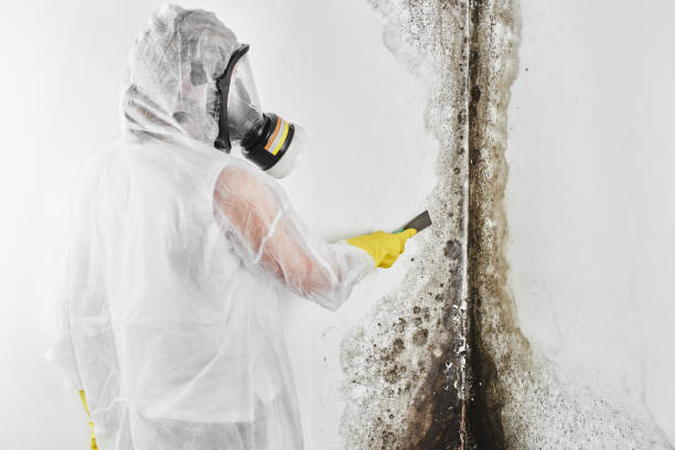 Best Crawl Space Mold Removal  in Rochester, WA