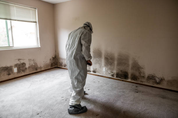 Best Emergency Mold Removal  in Rochester, WA