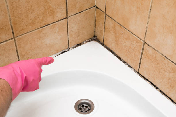 Best Certified Mold Removal  in Rochester, WA